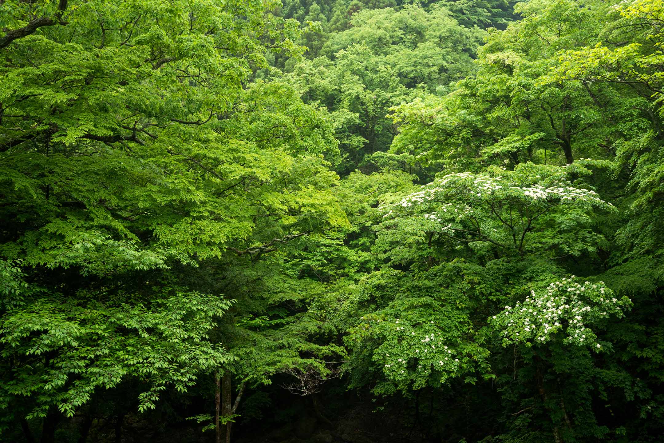 ESSENCE KARUIZAWA